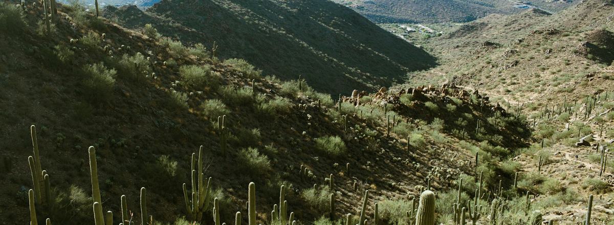 Desert hills dotted with saguaros in the McDowell Mountains near Scottsdale, Arizona