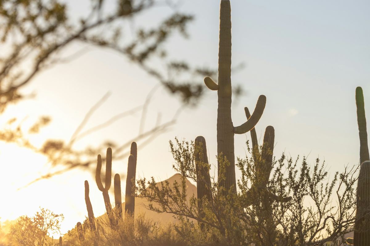 Saguaros standing tall in warm desert sunset light